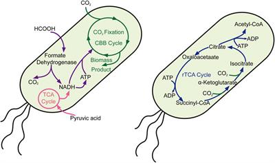 Applications of Synthetic Biotechnology on Carbon Neutrality Research: A Review on Electrically Driven Microbial and Enzyme Engineering